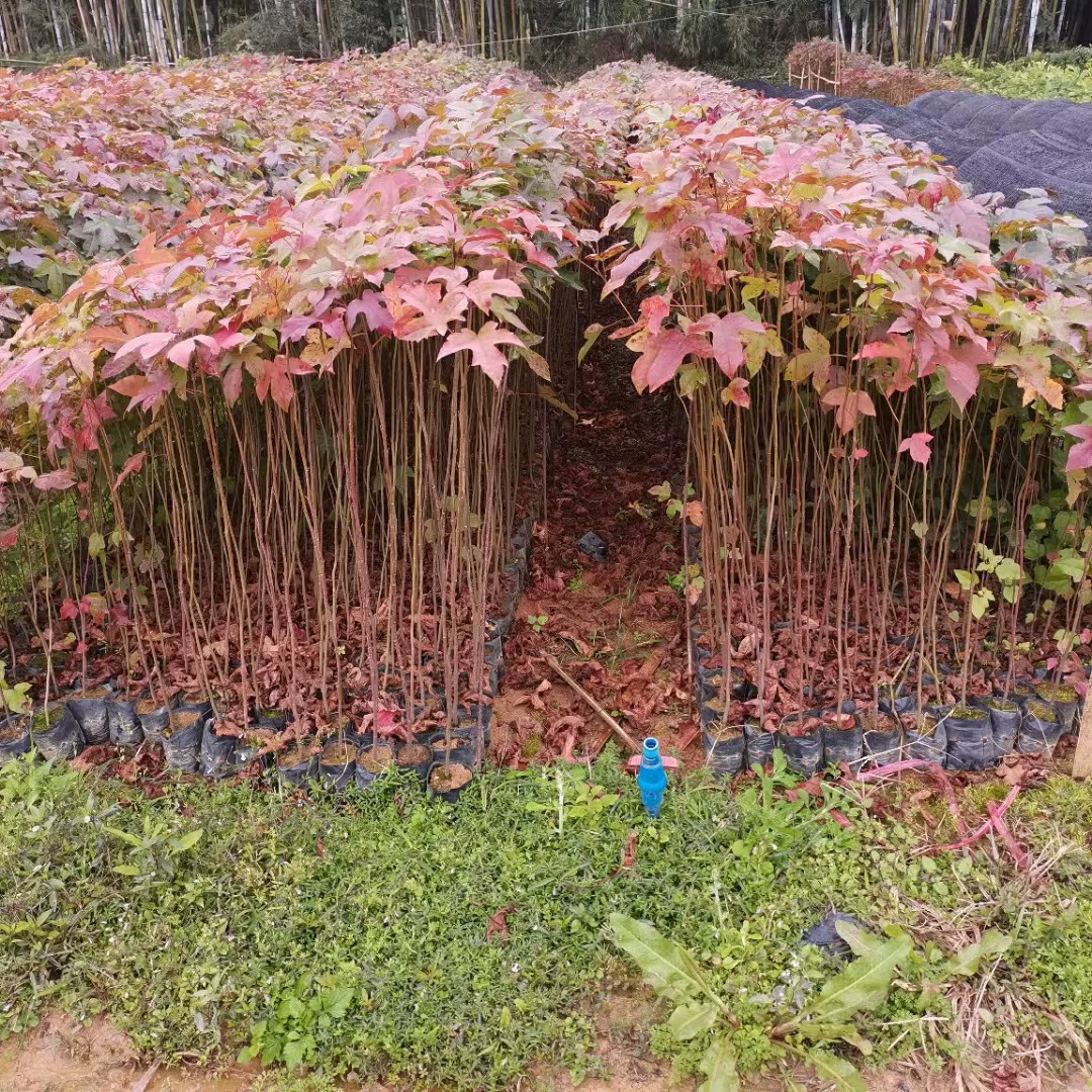 2202 база оптовая поставка кленовых саженцев 0,5-2 метра