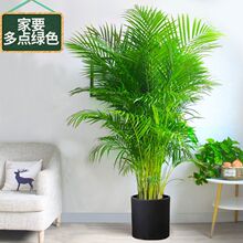 散尾葵盆栽凤尾竹办公室内客厅大型绿植物富贵袖珍椰子吸甲醛