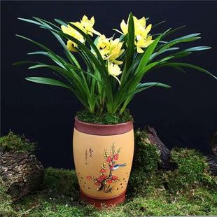 Orchid Potted Plant Chunlan Fragrant Orchid Moran Noble Orchid Seedling with Flower Bud Plant Indoor Balcony Cold-resistant Green Plant Flowers