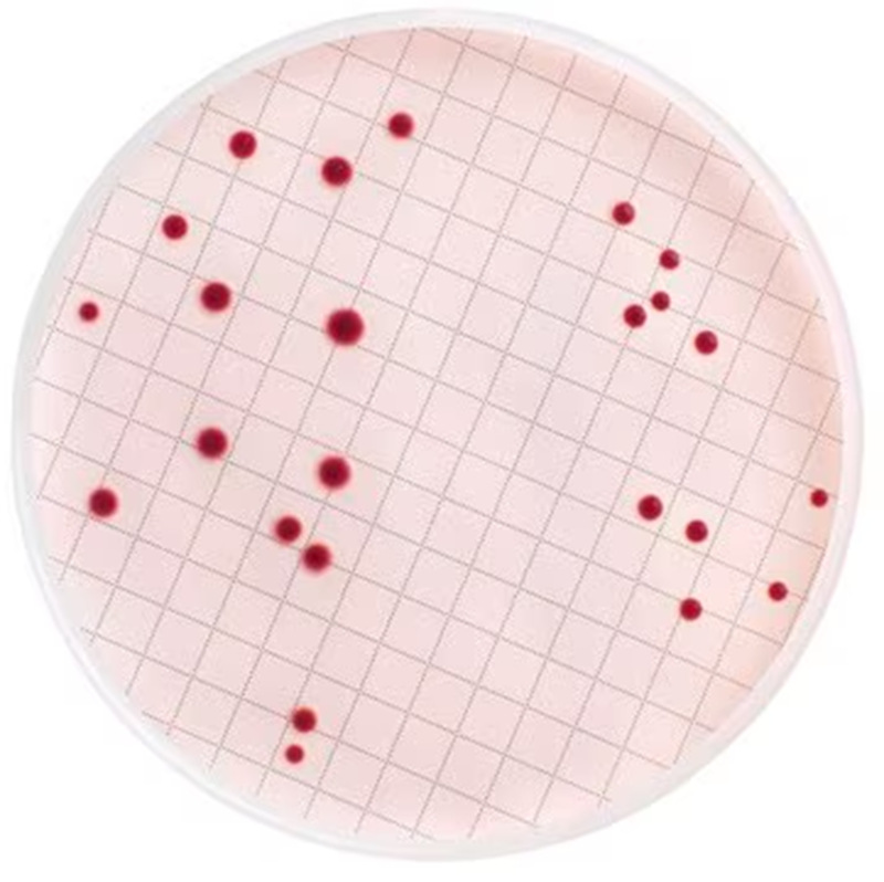 MB000000E Merck 默克 m-Endo总大肠菌群肉汤（脱水）