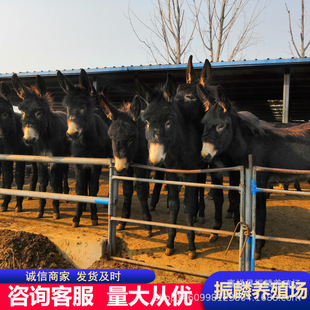 �N�H�r�� �����H���HƷ�N ���ڸ����H���Bֳǰ�� ɽ�|���H�Bֳ��