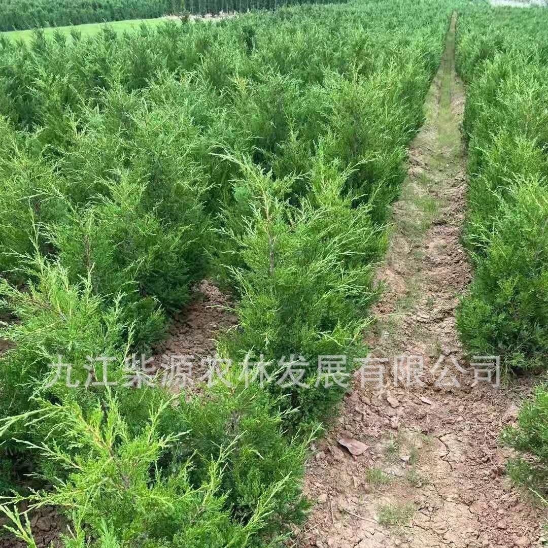 供应刺柏 八玛 台湾桧  大量批发刺柏树 刺柏小苗柏树 侧柏 塔柏