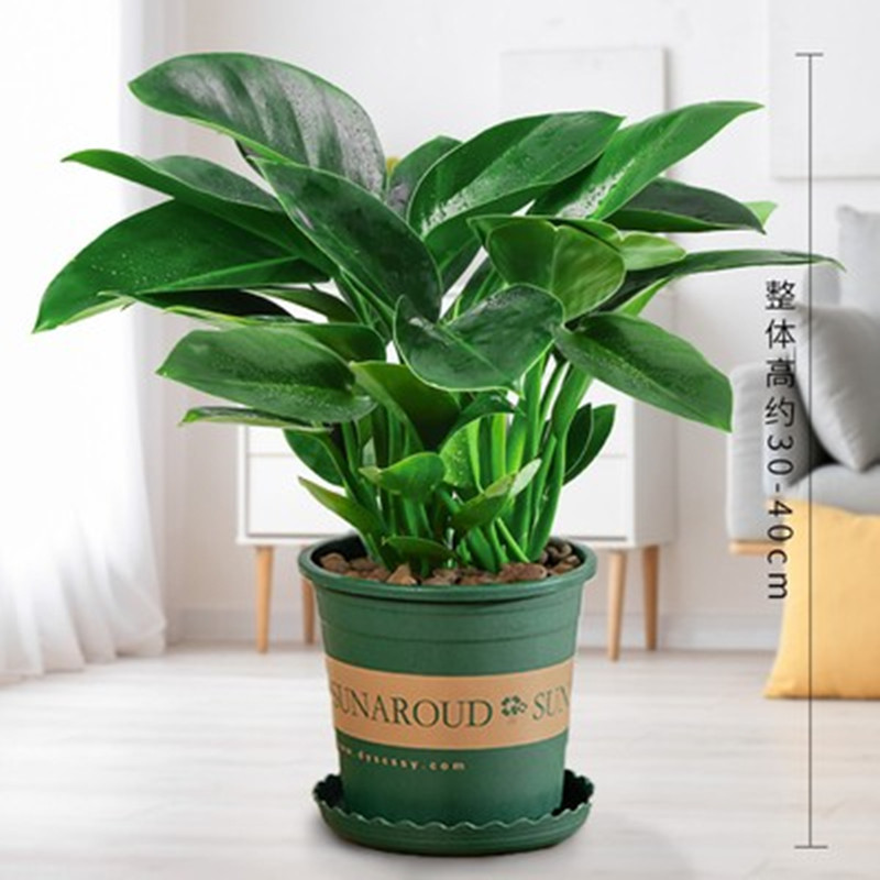 높이 약 45cm의 대형 골드 다이아몬드 3개 + 갤런 포트 + 영양액