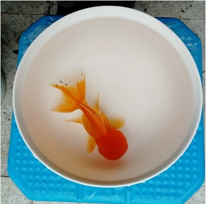 Золотая рыбка холодная вода рыба оранжевая рыба большие глаза водяной пузырь журавль черная бабочка хвост лев леопард рыба живая рыба покрователь