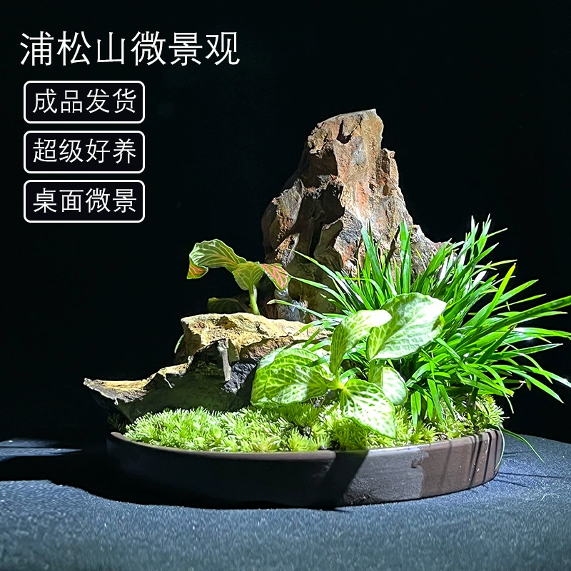 [Songpudan] Микроландшафтный фиолетовый песочный лоток, ландшафтные растения, мхи, ландшафтные подарки в горшках, бесплатная доставка