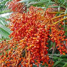 加拿利海枣种子长叶刺葵加拿利刺葵槟榔竹种孑加那利海枣