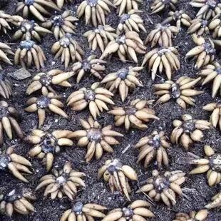 Ranunculus Bulbs Indoor and Outdoor All Year Round Peony Flower Seeds Ornamental Flower Plants Potted Plants Are Good for Feeding Flower Seedlings