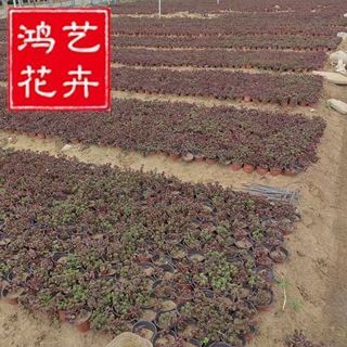 红叶景天盆栽基地批发厂家宿根花卉时令草花公园绿化园林工程
