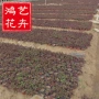 绿化公园园林基地草花