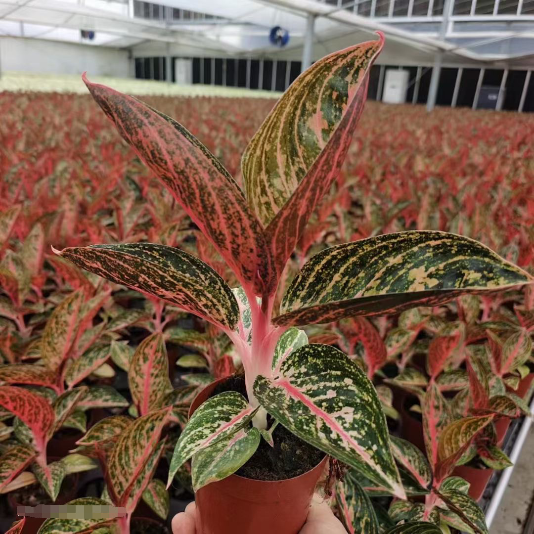 QQ图片20230526145820