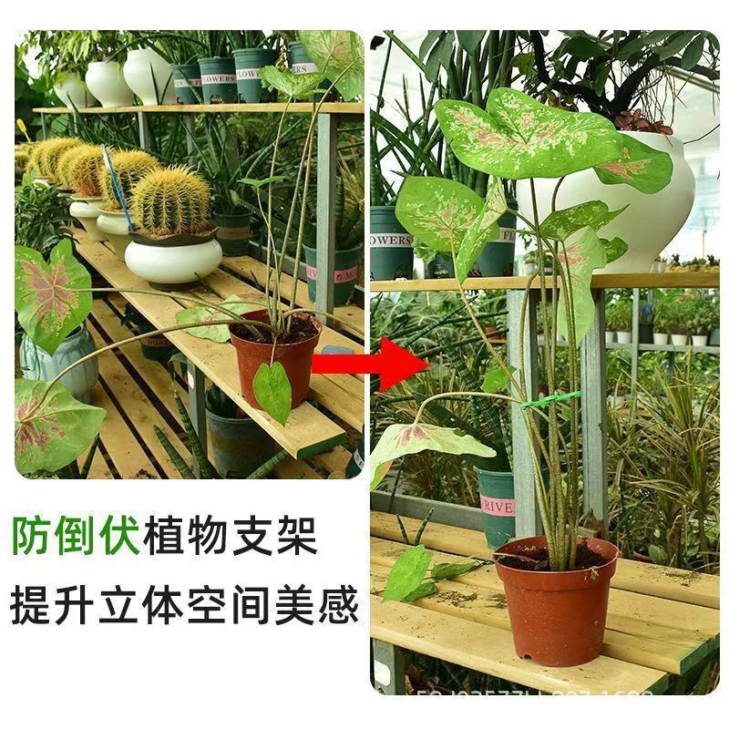 モンステラサポート固定具、倒れ防止春の羽ブラケット、水耕栽培の枝固定植木鉢スタンド、園芸用花と緑の植物|undefined