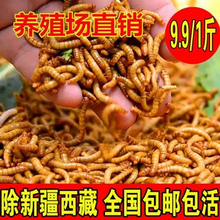 ����x���x�S���x�����~�����}������x��ü�Bʳ�˸����x��~