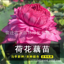 ļͺɻNźˮBԺɏźN^pɻNɏN