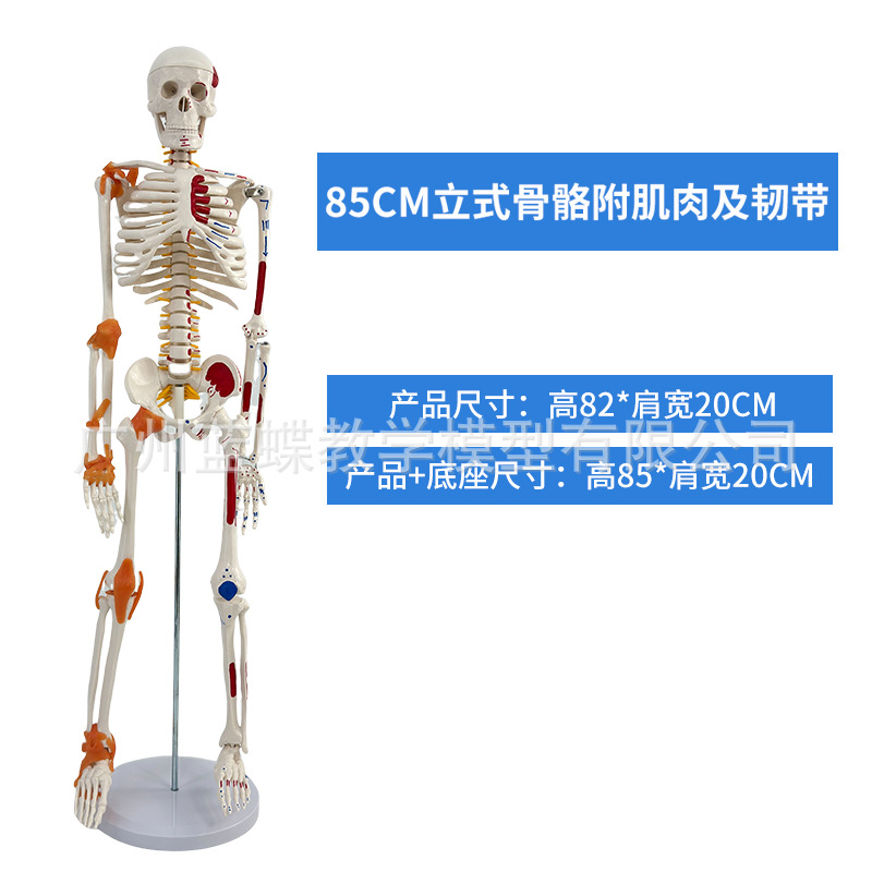 85cm�������ģ��170cmȫ�����˹Ǽ�����ģ��С���ý�ѧ��׵ģ��