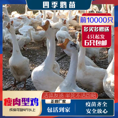 One Goose seedling Price Goose seedling breeding farm Junior Goose seedling breed Cost Price