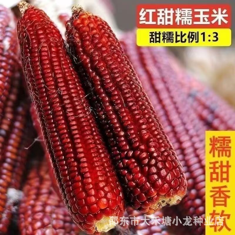 红糯玉米种子高产红玉米种子软糯早熟红玉米甜糯水果玉米种子大全