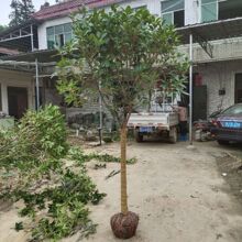 �𻨘������𵤹��ļ���Ѫ���Ԫ�tͥԺ���ԾGֲ����