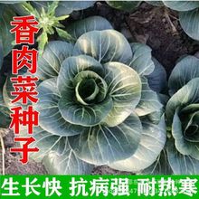 【买爆了】新品种香肉菜 耐寒耐热小青菜苏州青秋冬季蔬菜种子