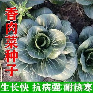 ���I���ˡ���Ʒ�N����� �ͺ��͟�С����K�����ﶬ���߲˷N��