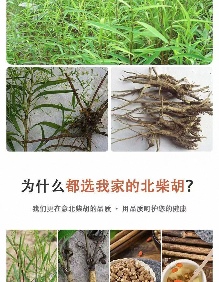 Chai Hu Bupleurum Root Segments 500g Dried North Bupleurum Herbal Decction Ingredient quality and texture