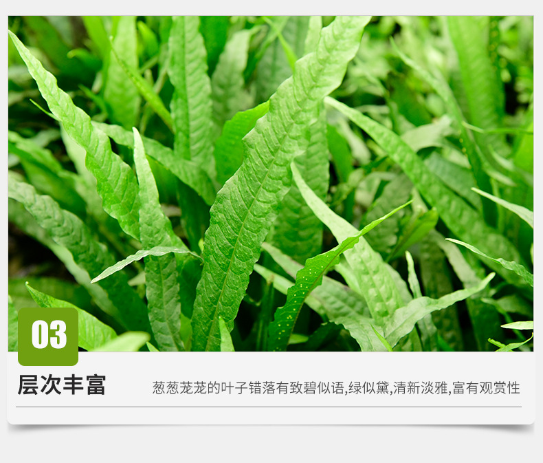 Zhifeng details page new 2_09