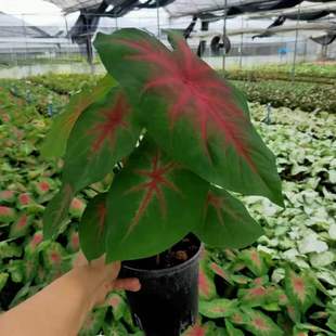 ������ֱ�������Ի��� �ӼҾGֲ���� �W�tֲ�� ���~��160�������L