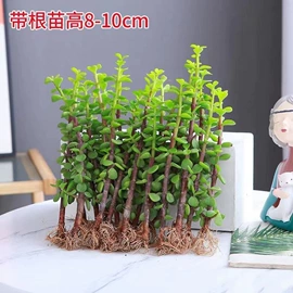 积木类;拼插类玩具;遥控车