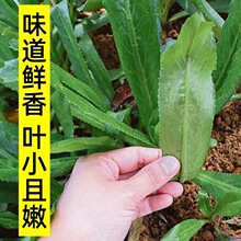 缅甸刺芹种籽大芫荽种子早熟丰产春夏秋野生香菜四季阳台蔬菜种孑