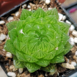 Sakura Crystal Succulent Plant Jade Dew Twelve Volumes Cute Succulent Combination Potted Indoor Florals