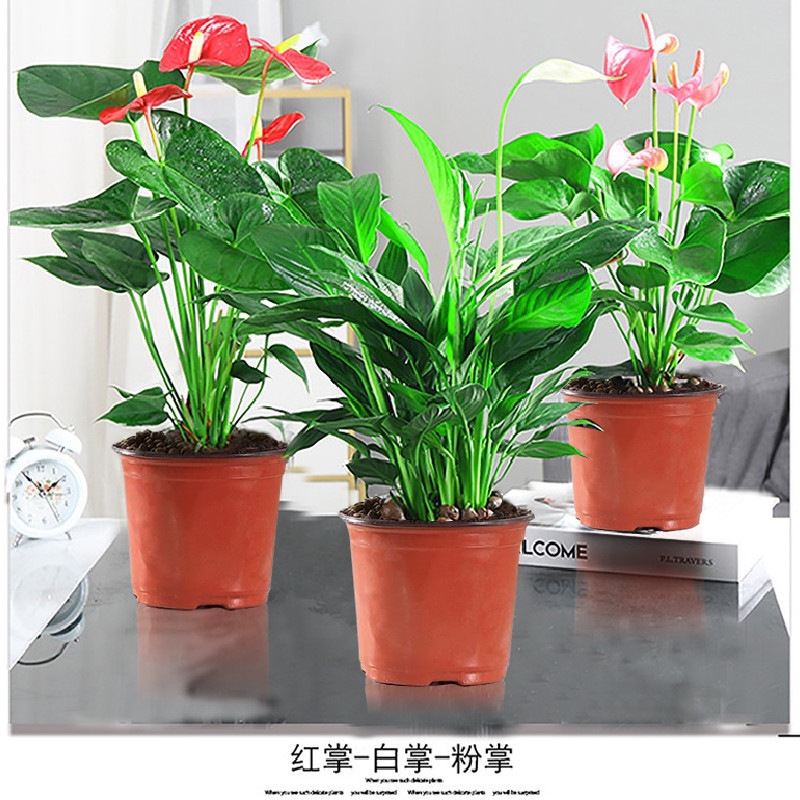 [특가] 붉은 야자 + 흰 야자 + 핑크 야자(오리지널 화분) + 영양액