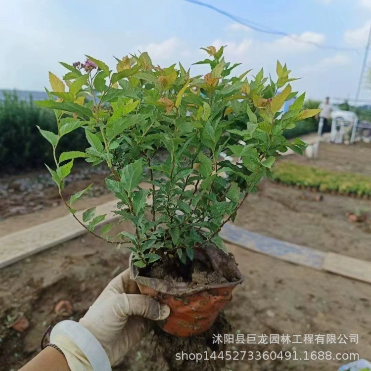 База Jinshan Cornus, Golden Leaf Cornus, полные характеристики, инженерные саженцы для зеленения