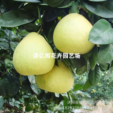 ɳ�����Ә���ˮ��ľ���t�İ�������������ϱ����Nֲ�޽Ӯ���Y��