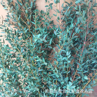 Fine-leaf eucalyptus leaves eternal flower eucalyptus leaves eternal copper coins by flower material wholesale American leaf eucalyptus willow leaf flower arrangement leaf material