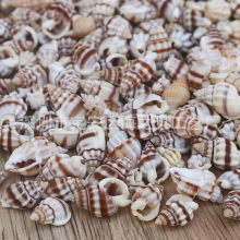 天然贝壳小海螺 苏米螺材料包 尖锥螺 手工DIY饰品微景观布景道具