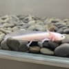 [8-10cm] 1 Wangbailong, free fish treasure + tweezers + feed