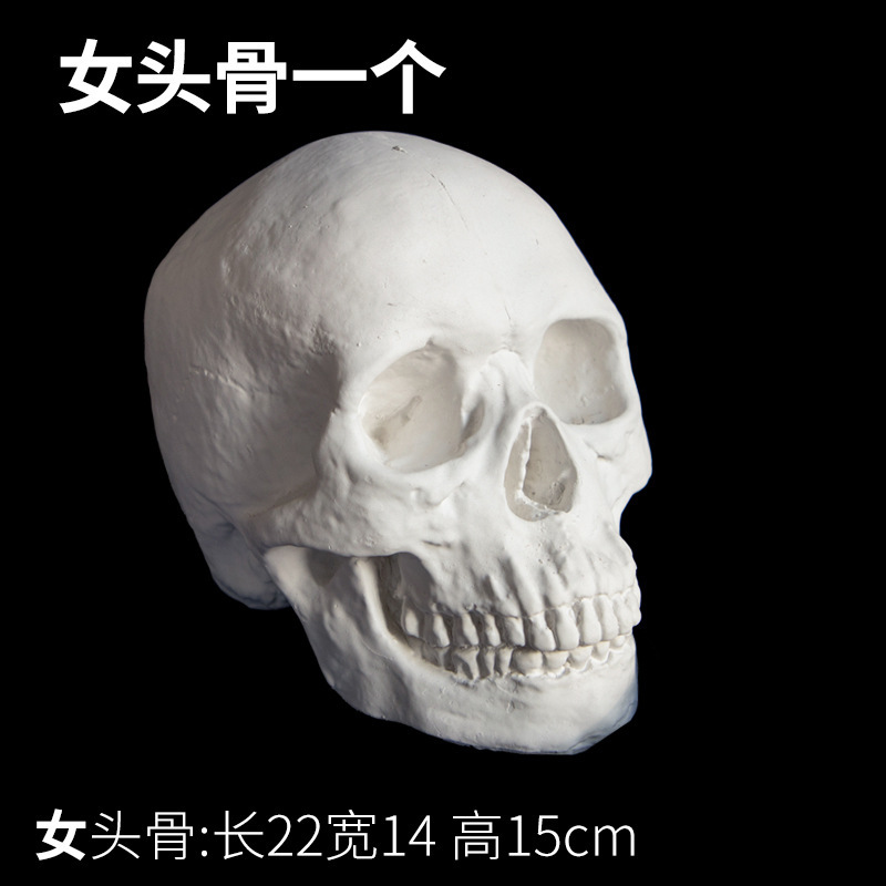 素描石膏几何体美术石膏像写生模型摆件16个大号静物教具男头骨|undefined