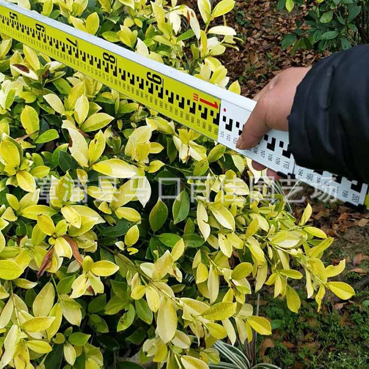 �ƽ�����65Ԫ (4).jpg