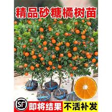 沙糖桔树苗地栽盆栽南方北方种植橘子苗柑桔果树结果苗嫁接砂糖橘