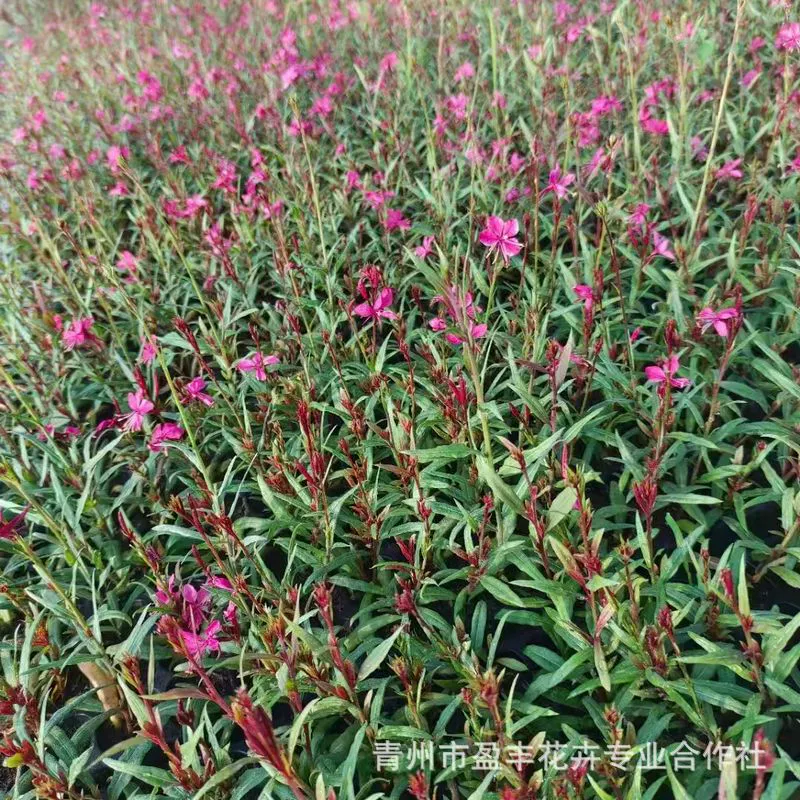 Цветы Prunus serrulata в горшках с узором «гусиная лапка» для двора, открытого балкона, легкие в уходе, морозостойкие и термостойкие растения для края.