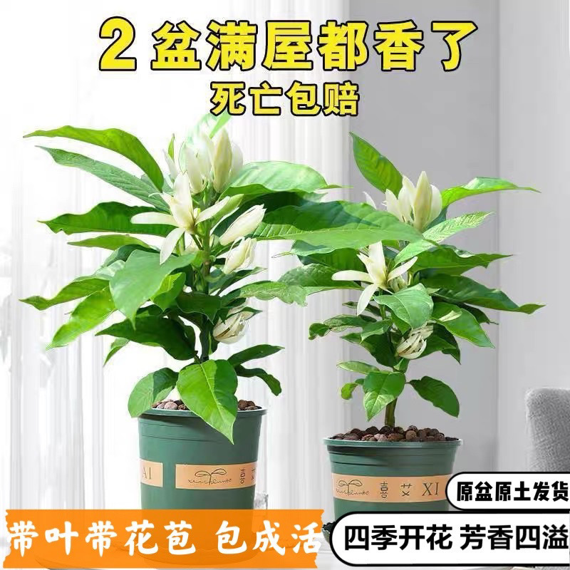 白兰花盆栽带花苞四季浓香型黄角兰阳台庭院耐寒白玉兰树苗包活
