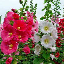 ������N��һ�ɼt�ذ�����N������ͥԺ�������ļ��׻������N��