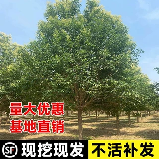 大叶女贞树苗大树高杆大叶女贞小苗庭院绿化风景树耐寒种植四季