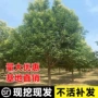 绿化庭院大叶四季女贞