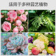 Flower General Granular Special Fertilizer, Succulent Granular Nutrient Fertilizer, Money Tree Nitrogen, Phosphorus and Potassium Compound Fertilizer, Flower Growing Soil