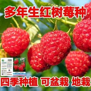 �t��ݮ�͟��Ͷ��̓������������ݮ�҃��̨�����Ϸ���������ˮ��