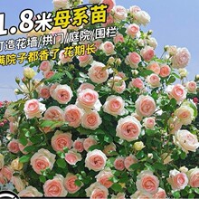 �ļ��Nޱ�����ٱ��¼�ͥԺ����ֲ�ﻨ�������̨õ������ļ��_��