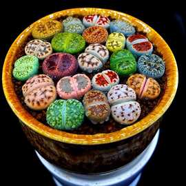 生石花多肉植物组合拼盘肉肉盆栽屁股花PP花石生花番杏母本批发