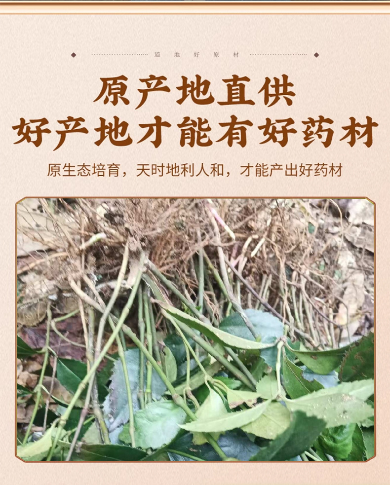 Sarcandra Root Zhong Jie Feng 肿节风根 Dried Herb 500g Traditional Decoction Herb key features