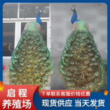 孔雀哪里有卖 孔雀价格养殖孔雀 出售商品孔雀 白孔雀 孔雀标本