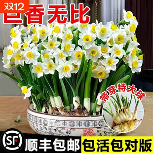 ���׆�ֱ������������ˮ�ɻ��N���҃������Ի���ˮ��ֲ�������ͺ�